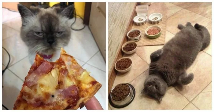 Пушистые привереды