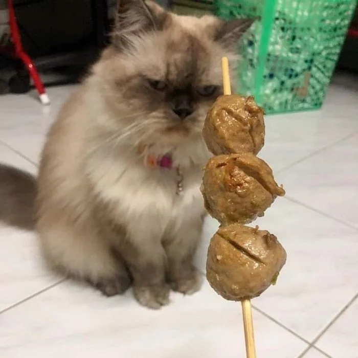 Пушистые привереды