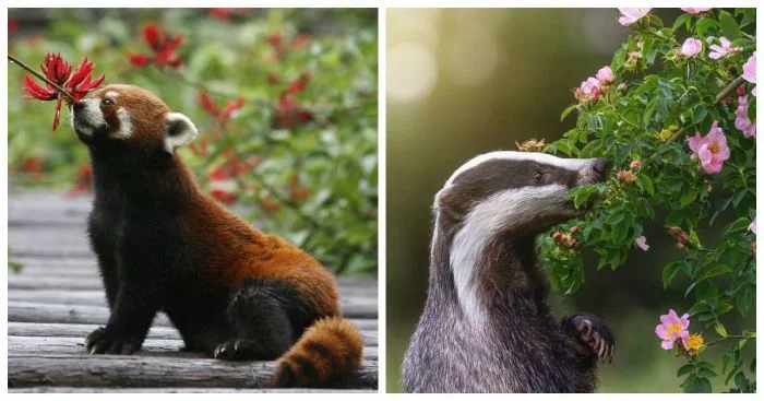 Зверюшки наслаждающие ароматами