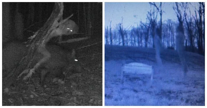 Жуткие моменты, запечатленные фотоловушками