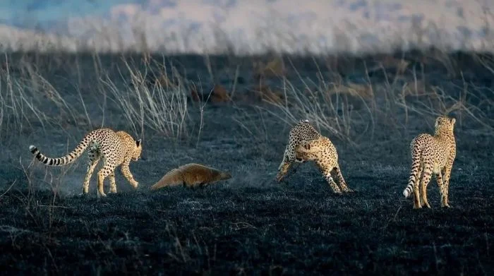 На общую тему