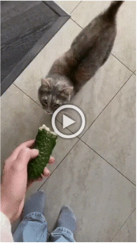 Просто гифки