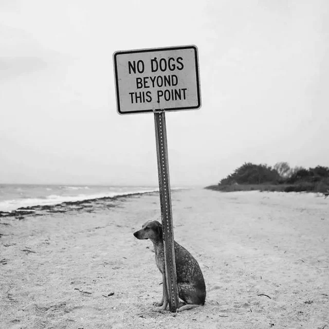 Фотовсячина