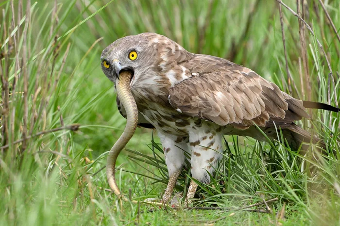 На краю безумия: История змееядов и их смелой охоты