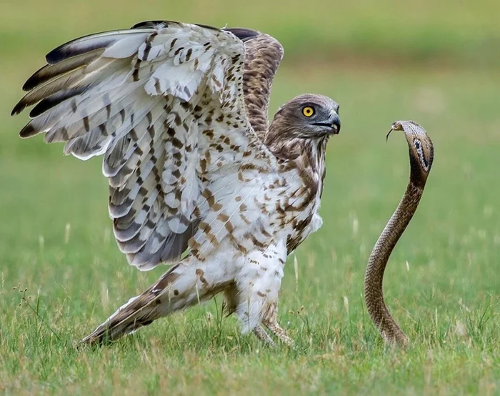 На краю безумия: История змееядов и их смелой охоты