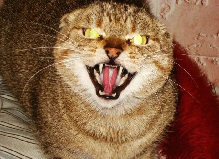 Узнайте язык вашей кошки: Симптомы, что она не в настроении