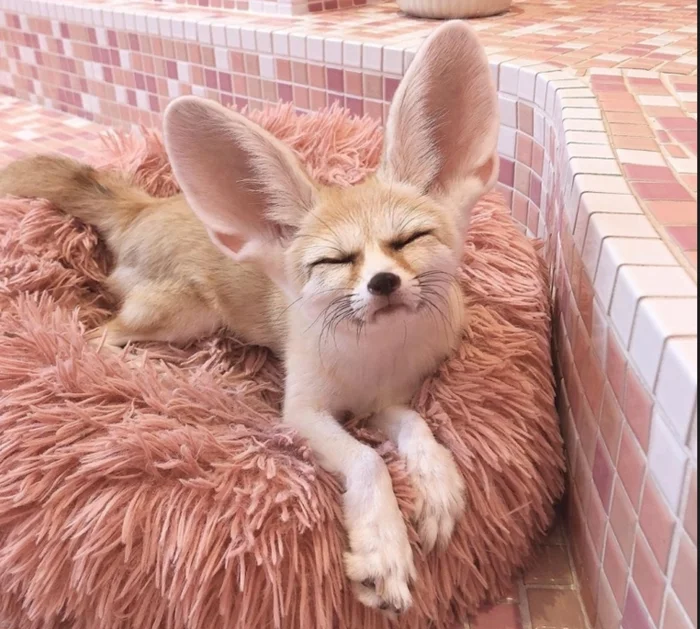 Фенеки и человек: Возможна ли гармония в совместной жизни?