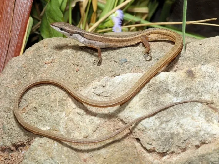 Загадка длинного хвоста шестиполосой долгохвостки