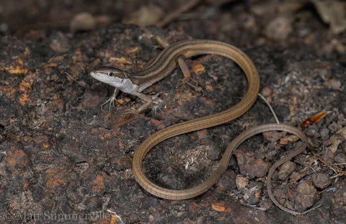 Загадка длинного хвоста шестиполосой долгохвостки