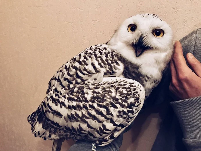 Почему держать сову в доме может быть плохой идеей