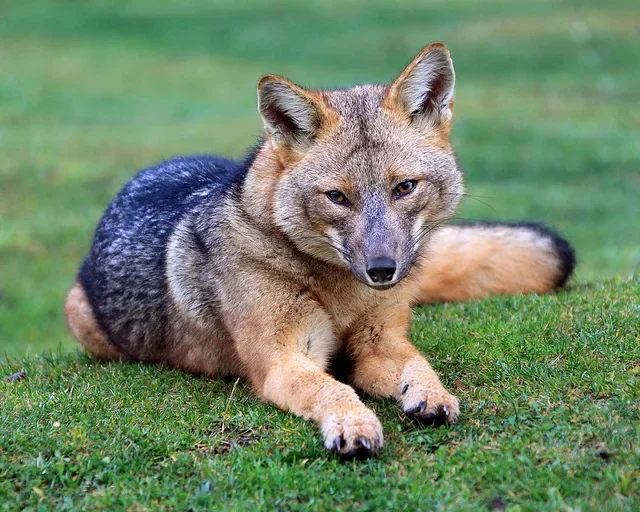 Догксим: Знакомьтесь с новым обитателем планеты. 5 фактов о загадочном звере.