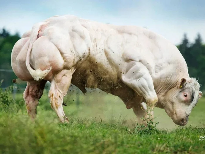 Природные бодибилдеры: животные с двойными мышцами