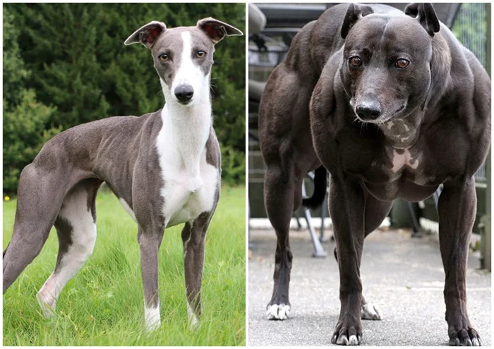 Природные бодибилдеры: животные с двойными мышцами