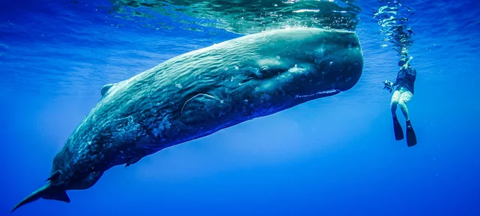 Король океана: Кашалот - мастер охоты, перед которым уступают даже косатки