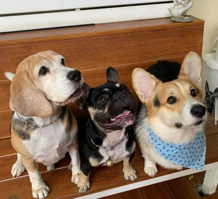 Симпатичные пёсики