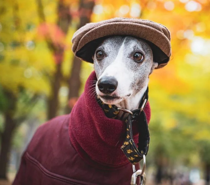 Симпатичные пёсики