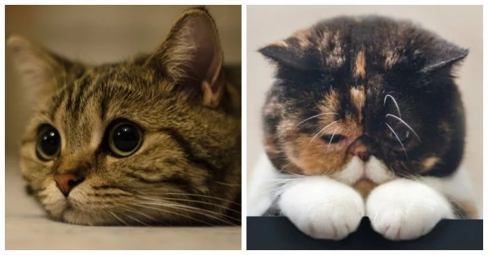 Разочарование пушистых