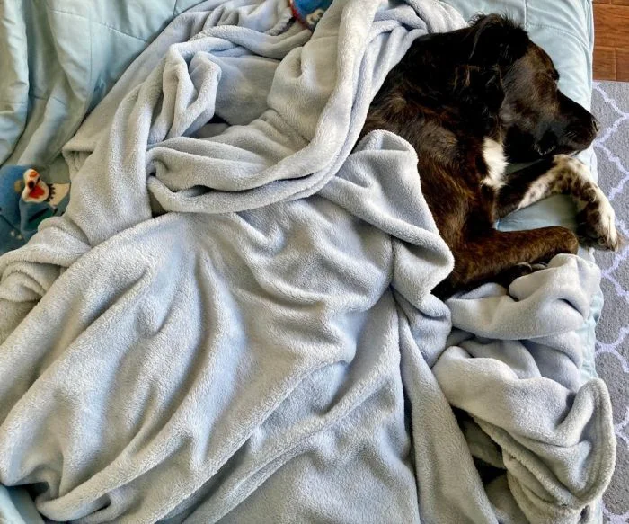 Милые собаки