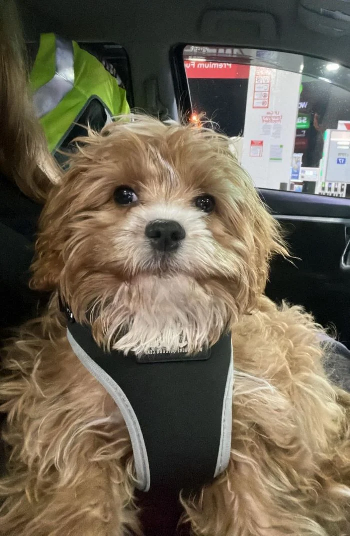 Милые собаки