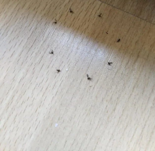 Непримечательные предметы, вызывающие страх несмотря на вид