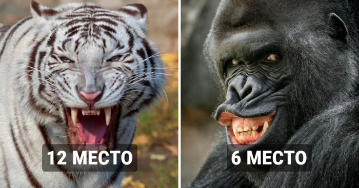 Топ-14 животных с удивительными и мощными челюстями