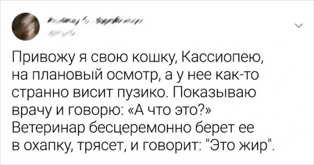 Смешные твиты, посвященные пушистым друзьям