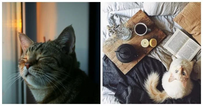 Котики-вдохновители