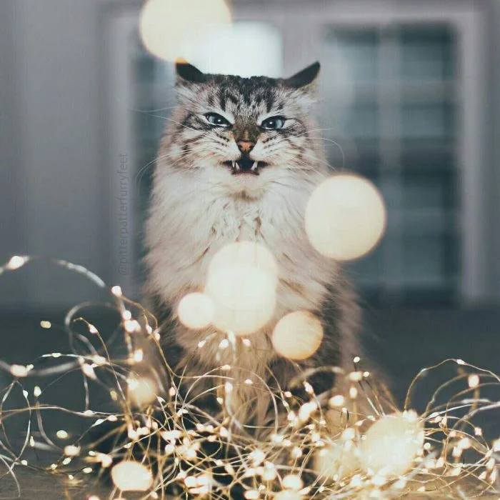 Котики-вдохновители