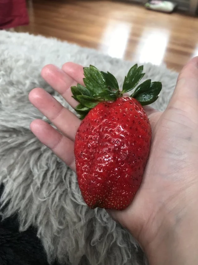 Пища для титанов: 19 гигантских продуктов, достойных внимания