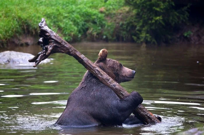 Всё вразнобой