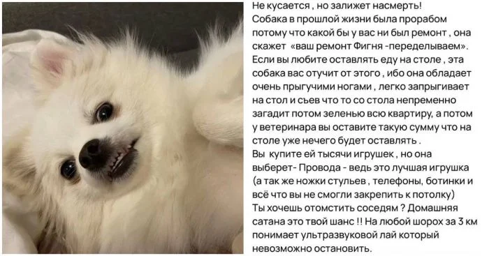 История о том, как продать шпица-сатану