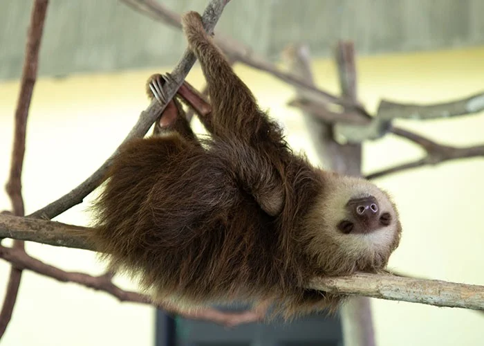 Странные и любопытные факты о животных в подробностях