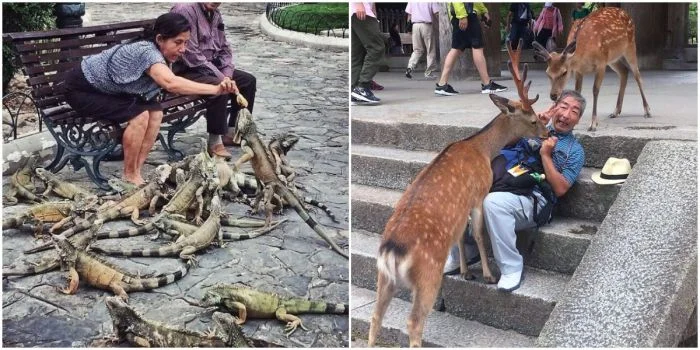Фотографии, когда дикие животные ведут себя как "голуби"