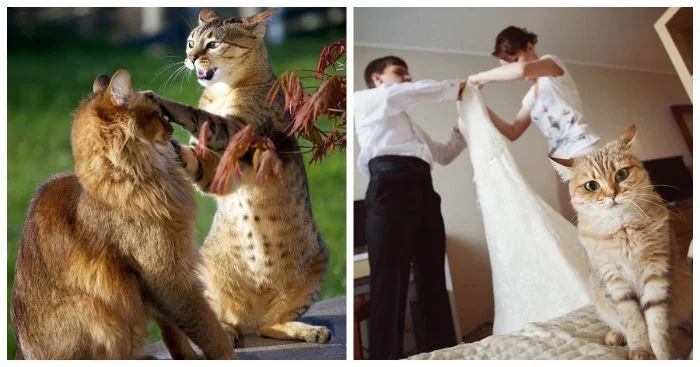 Коты-ревнивцы