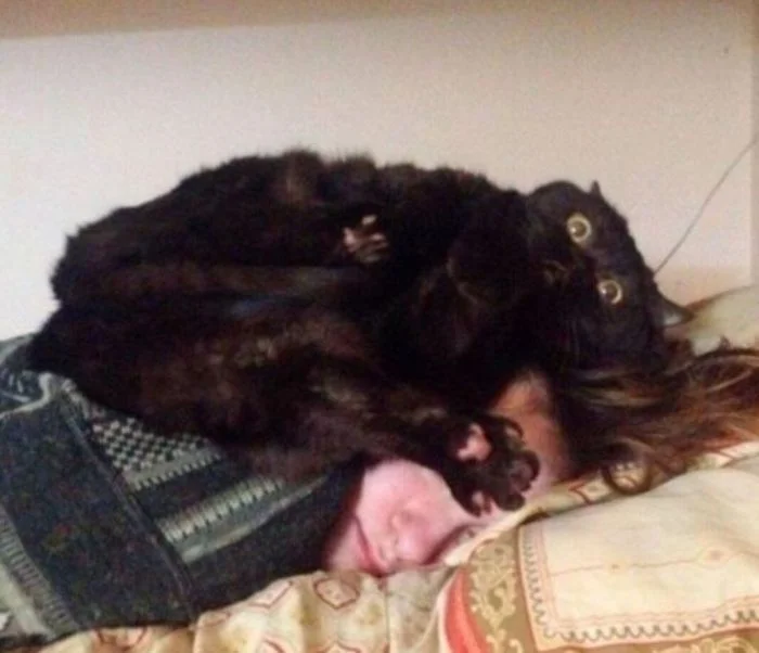 Пушистые стражи ночного покоя: котики, готовые охранять ваш сон