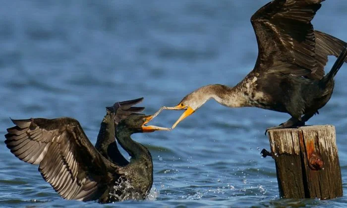 На общую тему