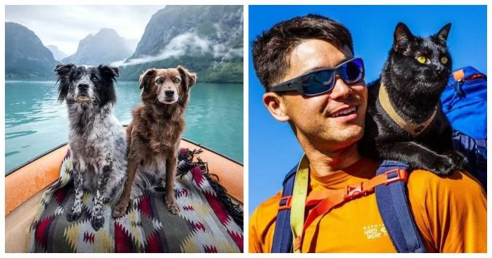 Путешествие с пушистыми: Как четвероногие друзья переживают дорожные приключения