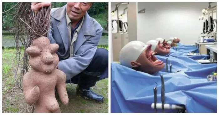 13 занимательных изображений, которые оценят любознательные люди