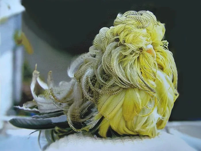 От перьев к кудрям: когда селекционеры изменили облик волнистого попугая, нарушив генетический контроль