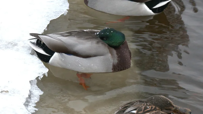 "Мерзнут ли лапы у уток зимой? Загадка, которую стоит рассмотреть