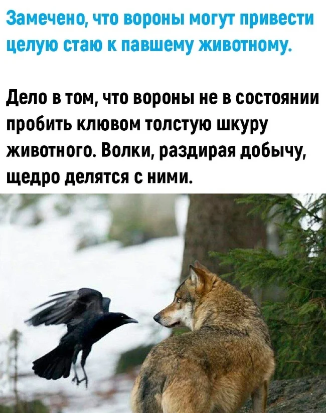 Выгодный симбиоз
