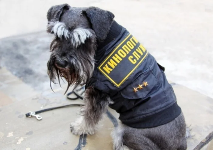 Маленькие, но сильные: Цвергшнауцеры – самая крошечная порода служебных собак