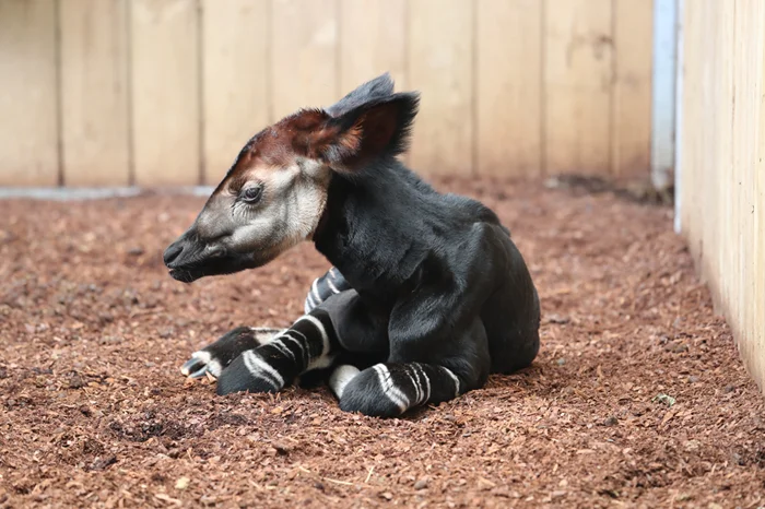 Окапи: тайные родственники жирафа, о которых вы могли не знать. 10 удивительных фактов