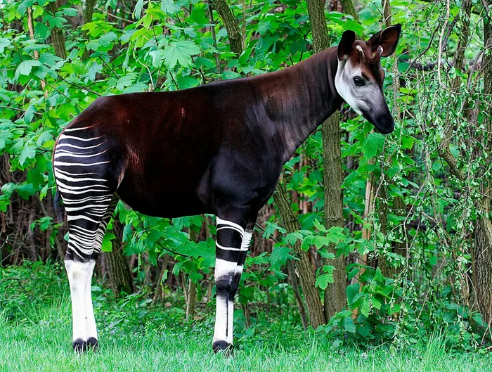 Окапи: тайные родственники жирафа, о которых вы могли не знать. 10 удивительных фактов