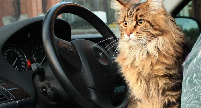 Котики за рулем: как милые пушистые ломают стереотипы о водителях