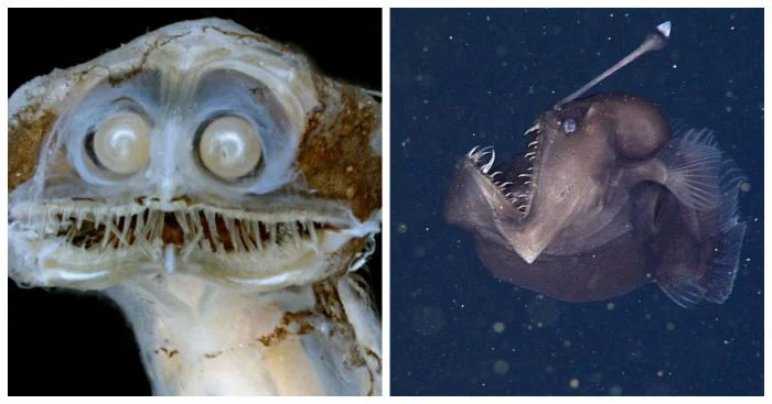 Адские глубины: 25 кошмаров, которые могут подстерегать нас в океанских безднах