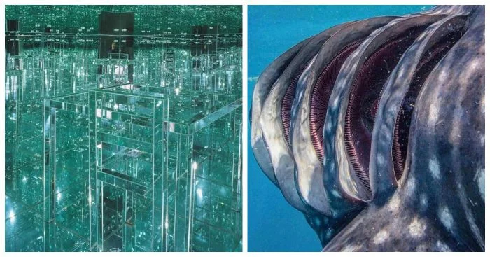 Открываем глаза: 17 увлекательных снимков, способных пробудить любопытство