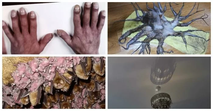 20 фотоснимков, которые могут вызвать дискомфорт