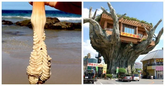 Случайные открытия: 13 человек, которые стали обладателями удивительных находок