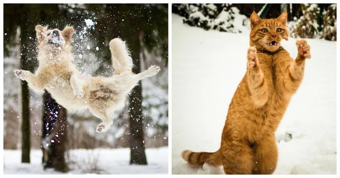 Зимние радости: игры братьев наших меньших, включая снежки и прятки